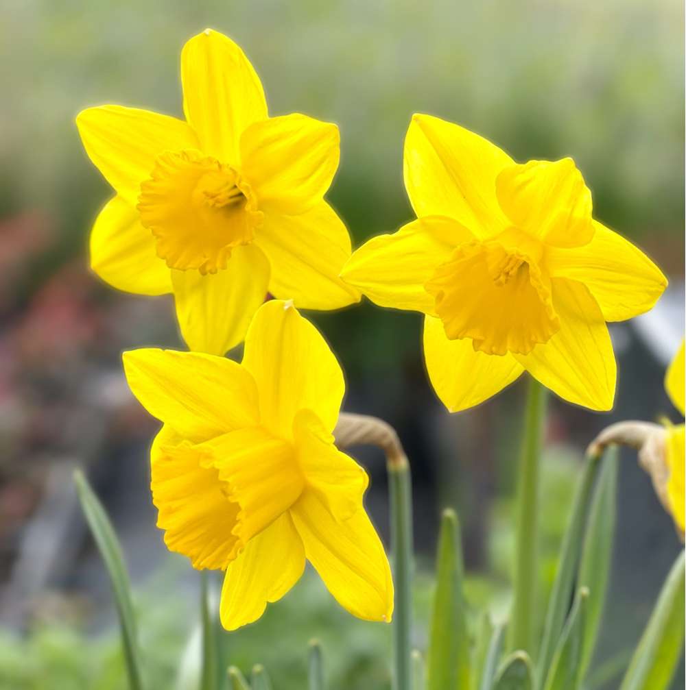 Narcissus 'Dutch Master'